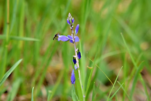 field bloom  insects  macro