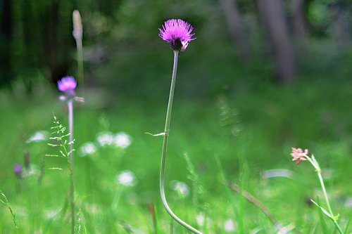 field bloom  nature