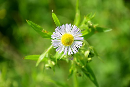 field bloom  meadow flowers  flower