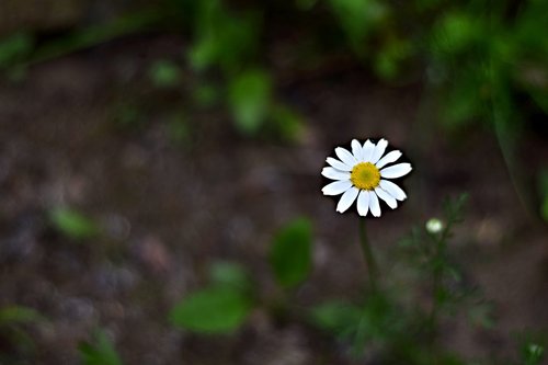 field bloom  margarétka  meadow