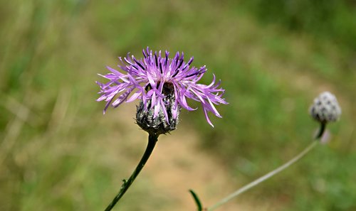 field bloom  meadow  flower