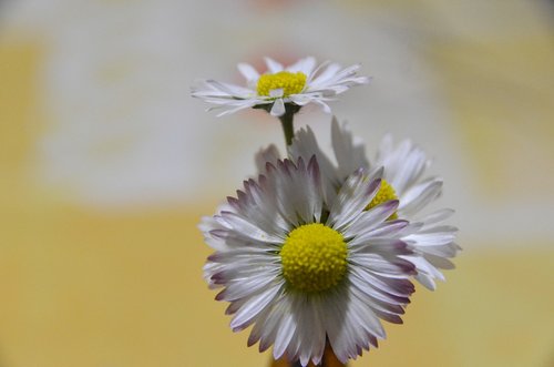 field bloom  flower  meadow