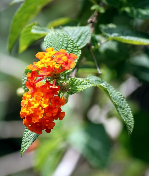 Field Cherry Flower And Leaves