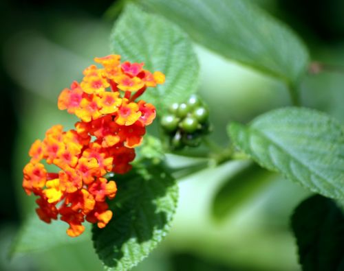 Field Cherry Fruit And Flowers