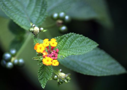 Field Cherry Fruit And Leaves