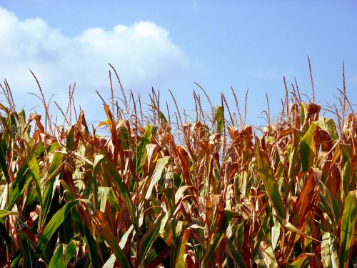 Field Corn