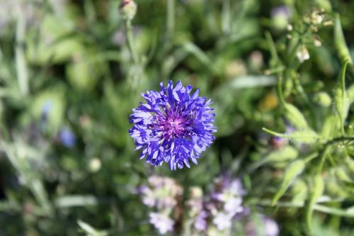 field flower meadow summer