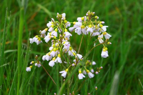 field flower  morgentau  meadow