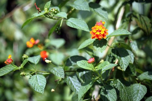 Field Flower, Leave And Fruit