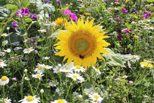 field flowers sun flower colorful