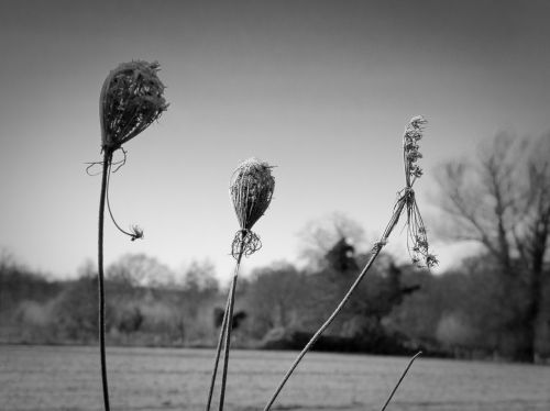 field flowers plant dry