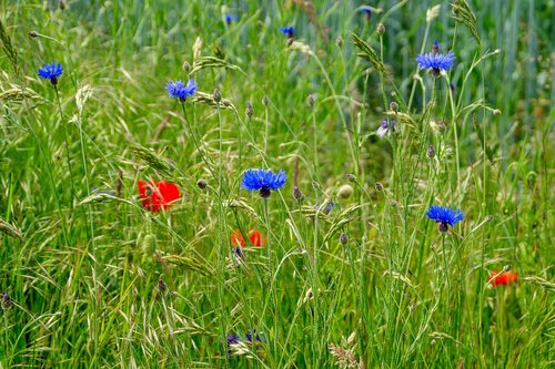 field flowers  red  blue