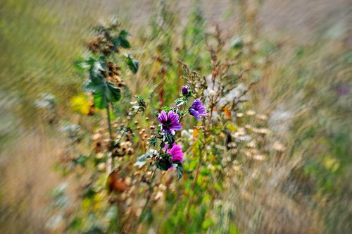 field flowers  nature  summer