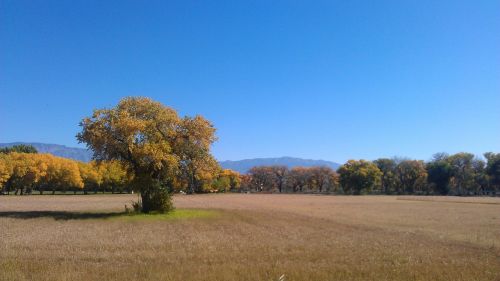 field in fall albuquerque open