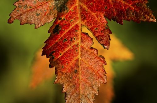 field maple leaves autumn