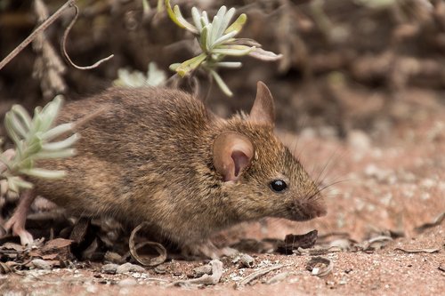 field mouse  mouse  nature