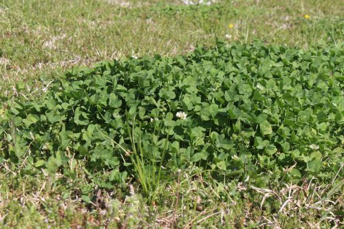 Field Of Clovers