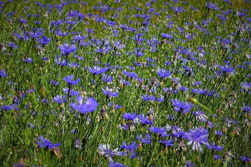 field of cornflowers  spring  nature