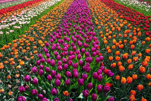 field of flowers tulips holland