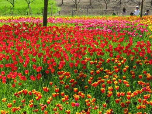 field of flowers meadow tulips