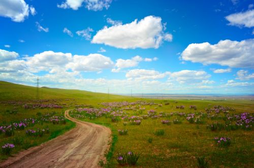 Field Of Flowers And The Road