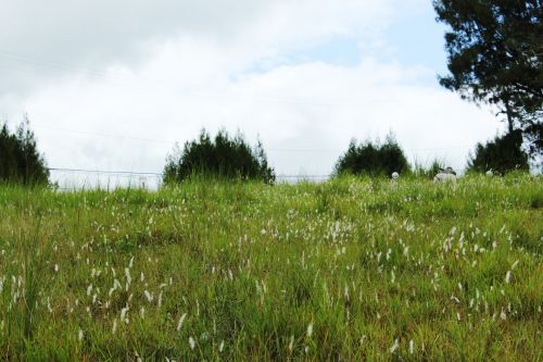 Field Of Grass