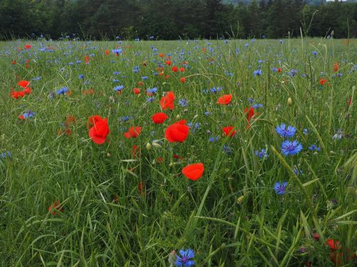 field of poppies kornblumenfeld klatschmohnfeld