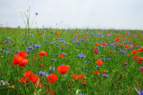 field of poppies kornblumenfeld klatschmohnfeld