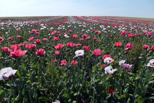 field of poppies flowers blossom