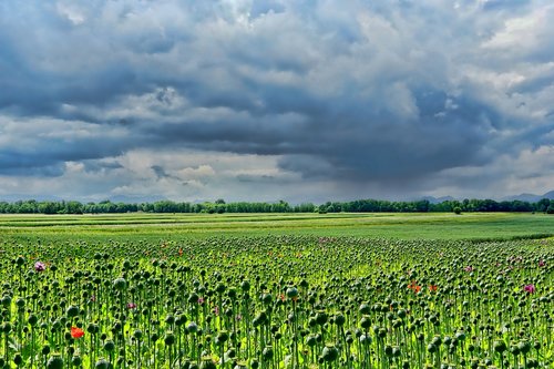 field of poppies  thriving mohnfeld  sky
