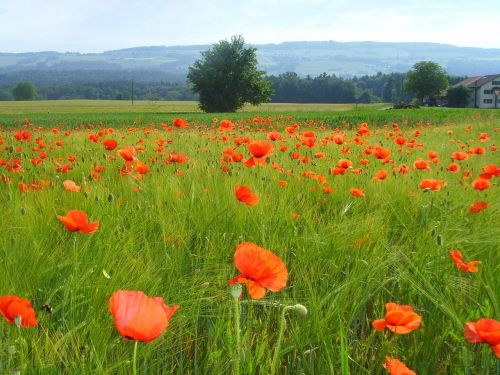 field of poppies klatschmohn poppy