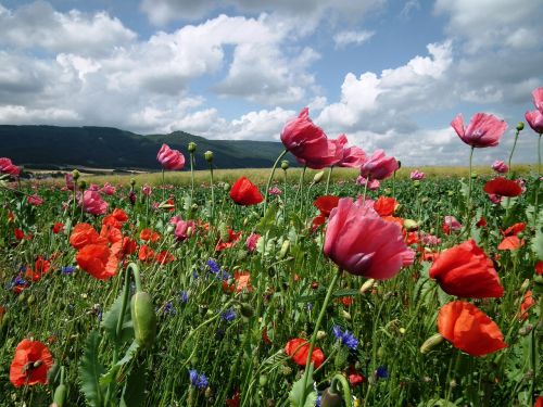 field of poppies poppy klatschmohn