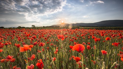 field of poppies  sunset  nature