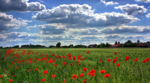 field of poppies brandenburg nature