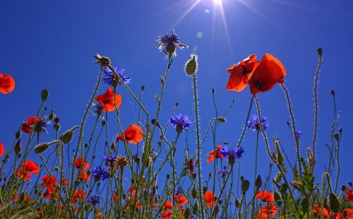 field of poppies sun spring