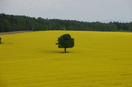 field of rapeseeds tree spring