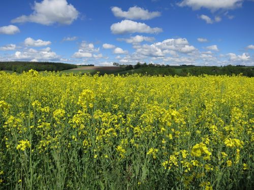 field of rapeseeds sky clouds