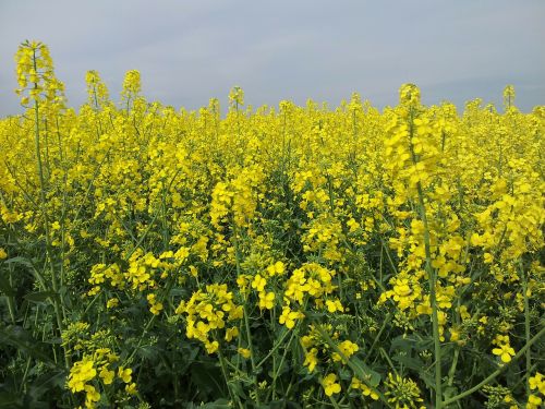 field of rapeseeds oilseed rape may