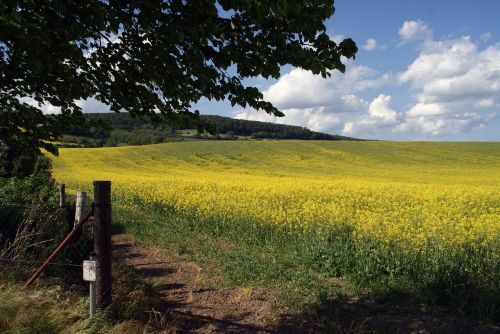 field of rapeseeds oilseed rape field