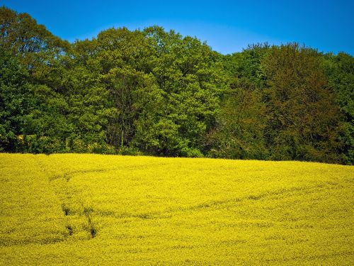 field of rapeseeds oilseed rape yellow
