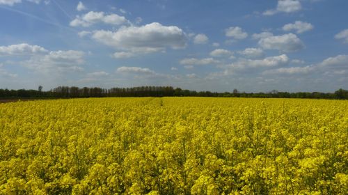 field of rapeseeds spring rape blossom