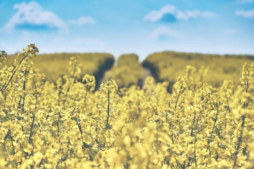 field of rapeseeds oilseed rape landscape