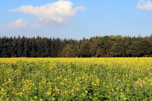 field of rapeseeds forest sky