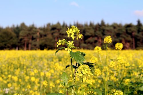 field of rapeseeds forest sky