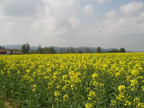 field of rapeseeds field flowers