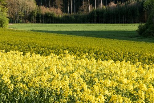 field of rapeseeds surfaces stripes