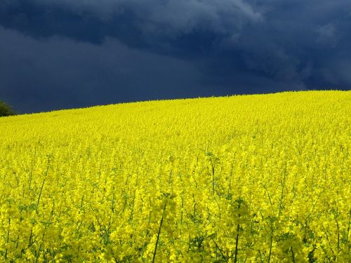 field of rapeseeds thunderstorm oilseed rape