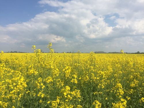 field of rapeseeds northern germany spring