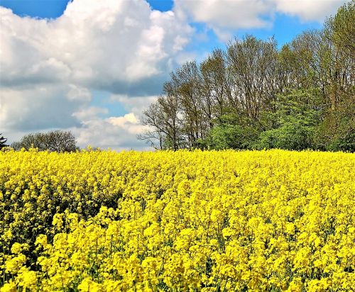 field of rapeseeds rape blossom yellow