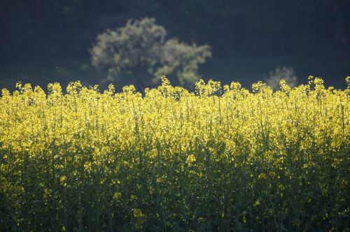 field of rapeseeds yellow oilseed rape